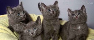 Grey Kittens